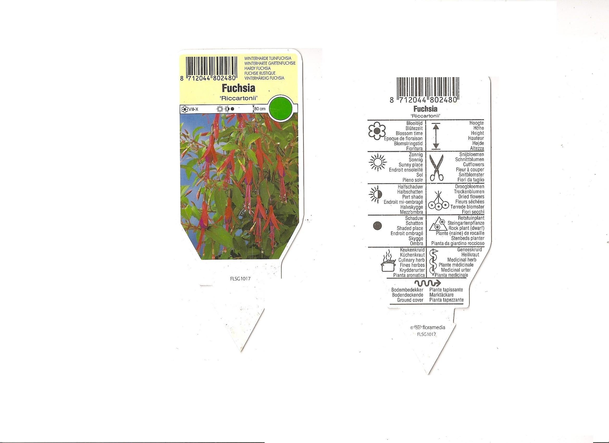 Fuschia Riccartonii.jpg